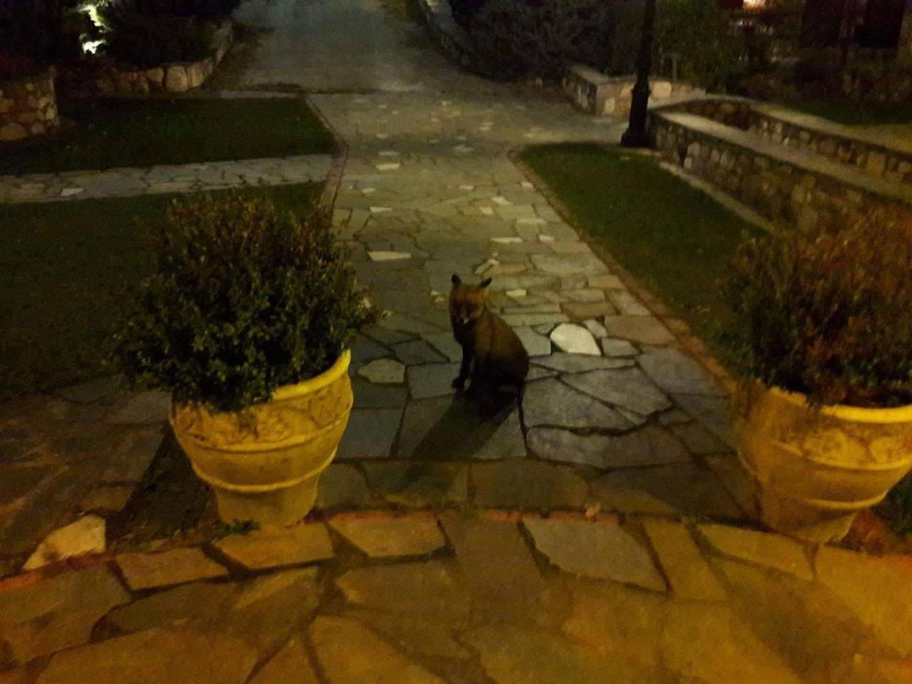 Tzivaeri Hotel Likodhromion Bagian luar foto